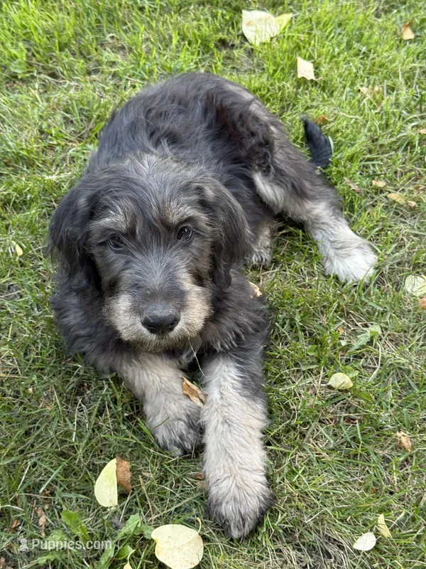 LOBO – Labradoodle, Labrador Retriever puppy for sale in Minneapolis, MN