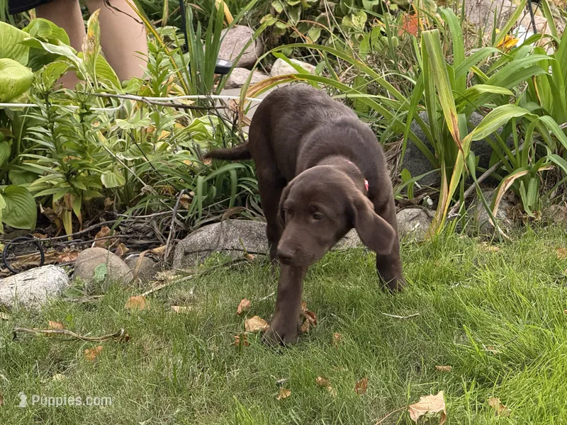 HUNTER – Labradoodle, Labrador Retriever puppy for sale in Minneapolis, MN