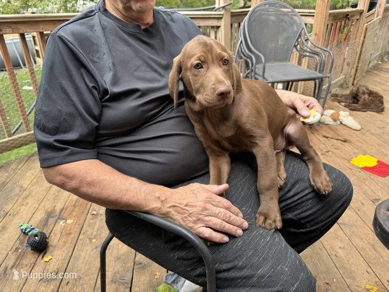 FUDGE – Labradoodle, Labrador Retriever puppy for sale in Minneapolis, MN