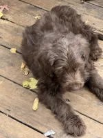 PINKY PIE, a female Labradoodle and Labrador Retriever for sale in Minneapolis, MN – 2 of 3