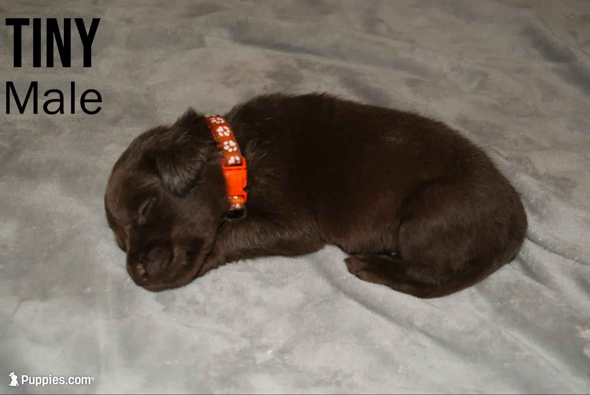 TINY TIM, a male Labradoodle and Labrador Retriever for sale in Minneapolis, MN – 2 of 2