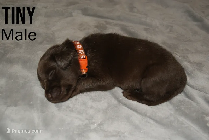 TINY – Labradoodle, Labrador Retriever puppy for sale in Minneapolis, MN