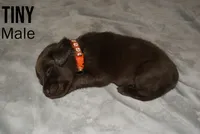 TINY, a male Labradoodle and Labrador Retriever for sale in Minneapolis, MN – 1 of 1