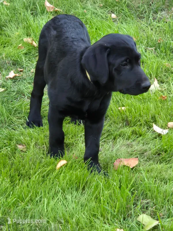 Journey  – Labradoodle, Labrador Retriever puppy for sale in Minneapolis, MN