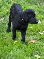 Journey , a male Labradoodle and Labrador Retriever for sale in Minneapolis, MN – 1 of 1