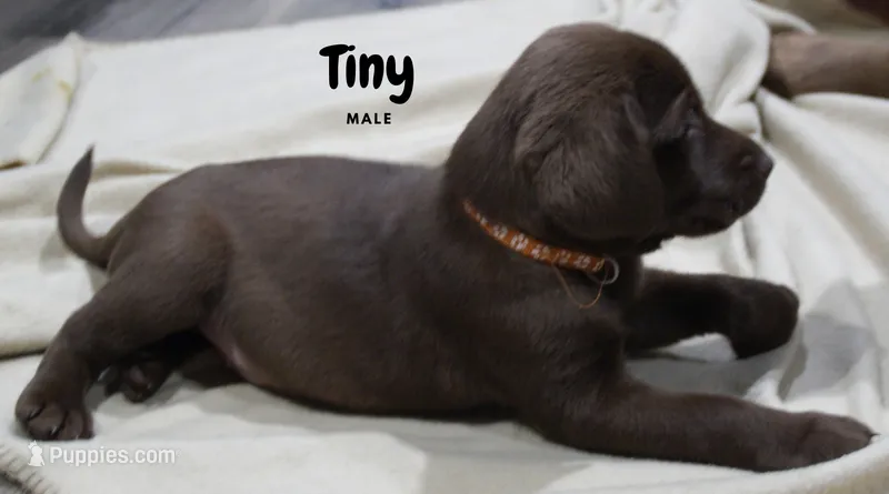 TINY TIM – Labradoodle, Labrador Retriever puppy for sale in Minneapolis, MN