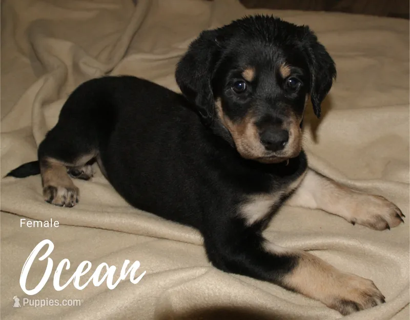 OCEAN – Labradoodle, Labrador Retriever puppy for sale in Minneapolis, MN