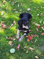 OCEAN, a female Labradoodle and Labrador Retriever for sale in Minneapolis, MN – 3 of 5