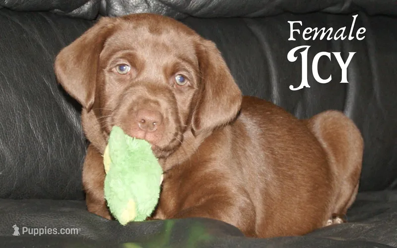 ICY – Labradoodle, Labrador Retriever puppy for sale in Minneapolis, MN