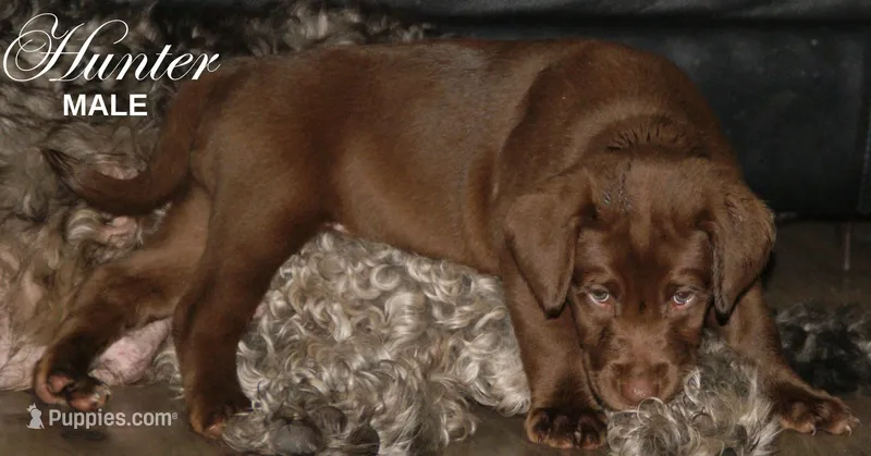 HUNTER – Labradoodle, Labrador Retriever puppy for sale in Minneapolis, MN