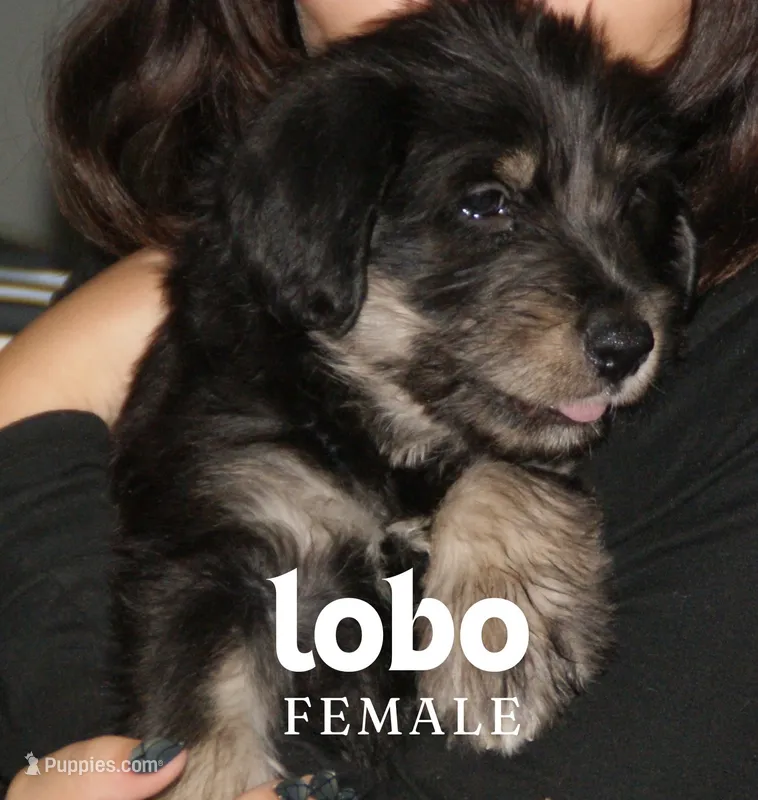 LOBO – Labradoodle, Labrador Retriever puppy for sale in Minneapolis, MN