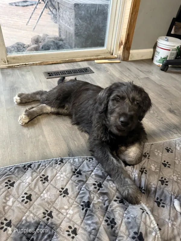 WAVE – Labradoodle, Labrador Retriever puppy for sale in Minneapolis, MN
