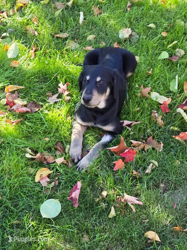 OCEAN – Labradoodle, Labrador Retriever puppy for sale in Minneapolis, MN