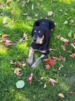 OCEAN, a female Labradoodle and Labrador Retriever for sale in Minneapolis, MN – 1 of 5