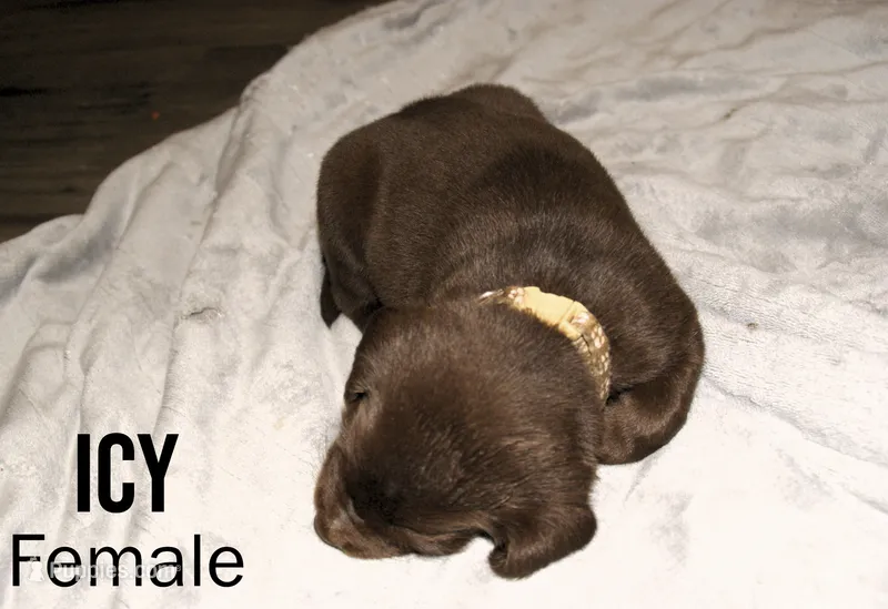 ICY – Labradoodle, Labrador Retriever puppy for sale in Minneapolis, MN