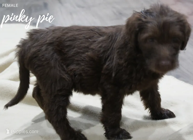 PINKY PIE – Labradoodle, Labrador Retriever puppy for sale in Minneapolis, MN