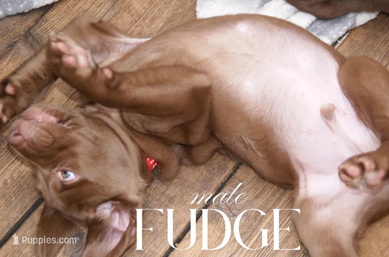FUDGE – Labradoodle, Labrador Retriever puppy for sale in Minneapolis, MN