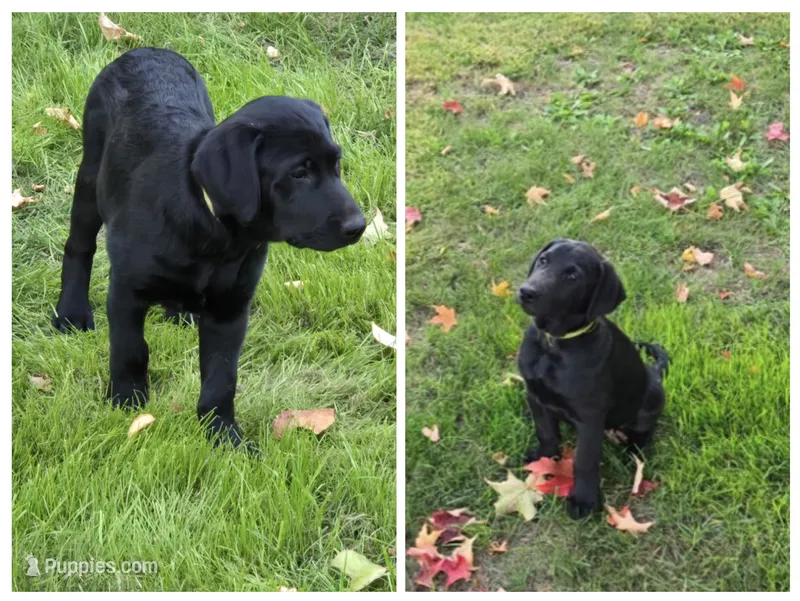 NERO – Labradoodle, Labrador Retriever puppy for sale in Minneapolis, MN