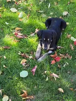 OCEAN, a female Labradoodle and Labrador Retriever for sale in Minneapolis, MN – 4 of 5