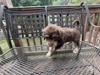 OSO, a female Labradoodle and Labrador Retriever for sale in Minneapolis, MN – 5 of 6