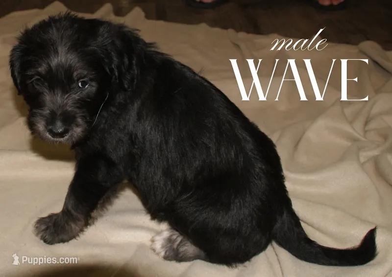 WAVE – Labradoodle, Labrador Retriever puppy for sale in Minneapolis, MN