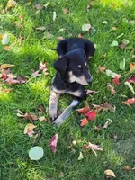 OCEAN, a female Labradoodle and Labrador Retriever for sale in Minneapolis, MN – 2 of 5