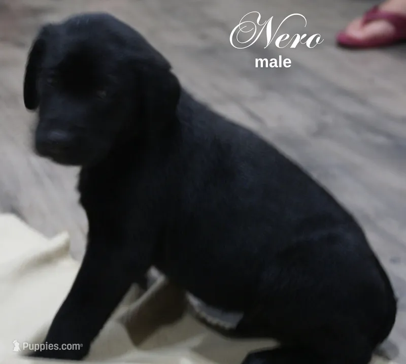 NERO – Labradoodle, Labrador Retriever puppy for sale in Minneapolis, MN
