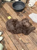PINKY PIE, a female Labradoodle and Labrador Retriever for sale in Minneapolis, MN – 3 of 3