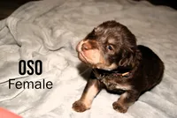 OSO, a female Labradoodle and Labrador Retriever for sale in Minneapolis, MN – 2 of 2