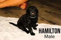 HAMILTON, a male Labradoodle and Labrador Retriever for sale in Minneapolis, MN – 1 of 1