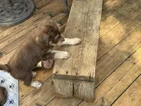 OSO, a female Labradoodle and Labrador Retriever for sale in Minneapolis, MN – 4 of 6