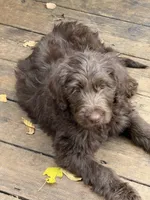 PINKY PIE, a female Labradoodle and Labrador Retriever for sale in Minneapolis, MN – 1 of 3