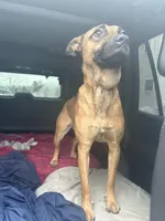 PEACHES , a female Belgian Malinois for sale in Kittery, ME – Photo 6 of 8