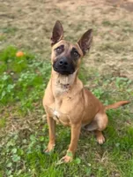 PEACHES , a female Belgian Malinois for sale in Kittery, ME – Photo 1 of 8
