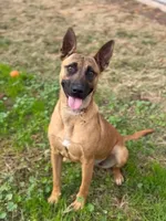 PEACHES , a female Belgian Malinois for sale in Kittery, ME – Photo 3 of 8