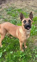 PEACHES , a female Belgian Malinois for sale in Kittery, ME – Photo 4 of 8