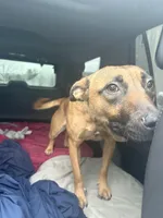 PEACHES , a female Belgian Malinois for sale in Kittery, ME – Photo 7 of 8