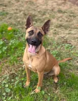 PEACHES , a female Belgian Malinois for sale in Kittery, ME – Photo 2 of 8