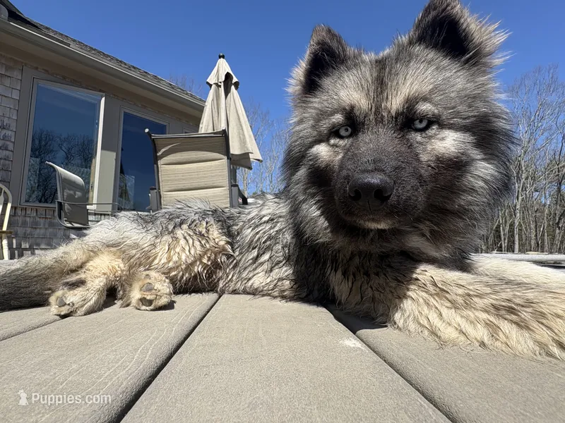 Summit  – Siberian Husky puppy for sale in Kittery, ME