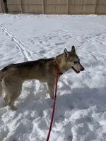 Valencia , a female Siberian Husky for sale in Kittery, ME – Photo 4 of 5