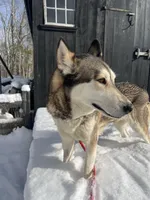 Valencia , a female Siberian Husky for sale in Kittery, ME – Photo 5 of 5