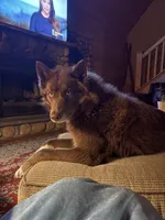 Dakota , a female Siberian Husky for sale in Kittery, ME – 5 of 8