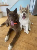 Dakota , a female Siberian Husky for sale in Kittery, ME – 3 of 8