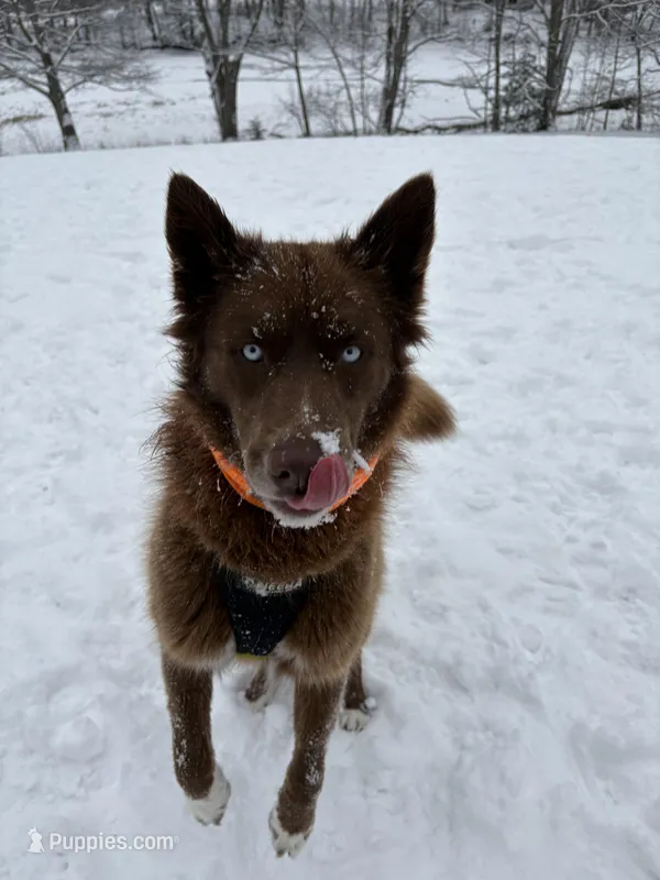 Dakota  – Siberian Husky puppy for sale in Kittery, ME