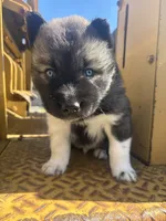 TOLVER, a male Siberian Husky for sale in Kittery, ME – 5 of 10