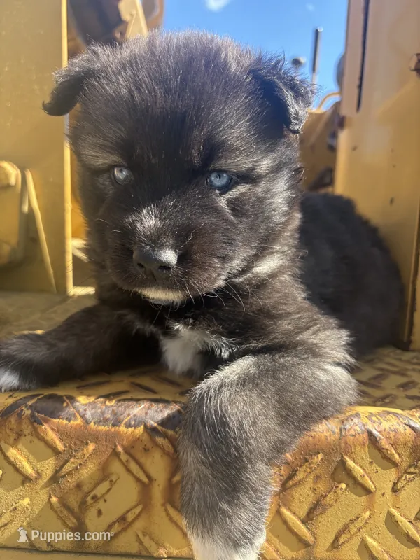 TAIKA , a female Siberian Husky for sale in Kittery, ME – 1 of 3