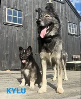KYLU , a female Siberian Husky for sale in Kittery, ME – 4 of 7