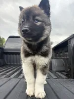 TOLVER, a male Siberian Husky for sale in Kittery, ME – 3 of 10