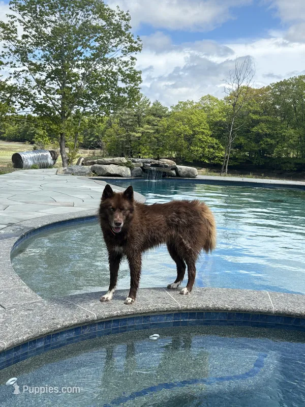 Dakota  – Siberian Husky puppy for sale in Kittery, ME