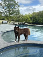 Dakota , a female Siberian Husky for sale in Kittery, ME – 3 of 10